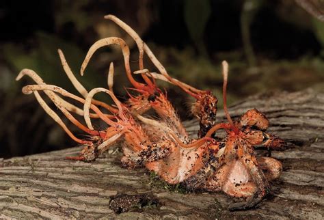 2-WY6Z5502 | Cordyceps, Fungi, Cordyceps fungus