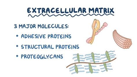 Extracellular Matrix Connective Tissue