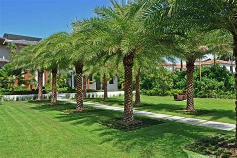 16+ Best Palm Tree Landscaping Ideas & Designs For Your Yard | Palm ...