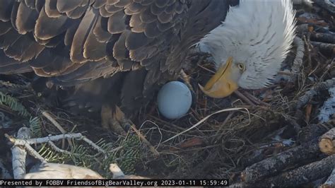 Big Bear bald eagle eggs unlikely to hatch, experts say - KESQ