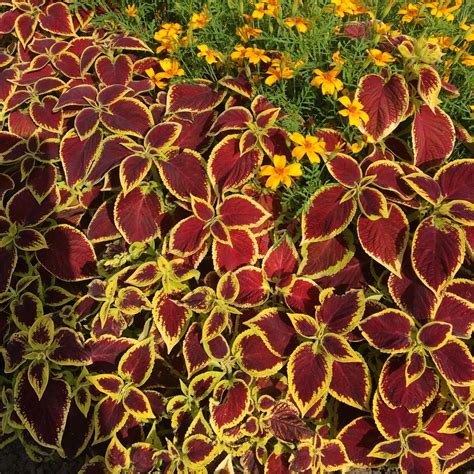 Plectranthus scutellarioides 'Versa Crimson Gold', Coleus 'Versa ...