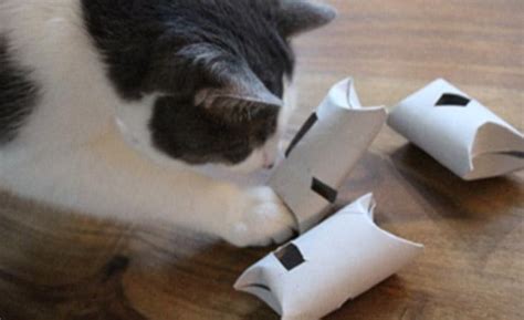 DIY Feline Toilet Paper Roll Puzzle Feeder | Pets Plus Us