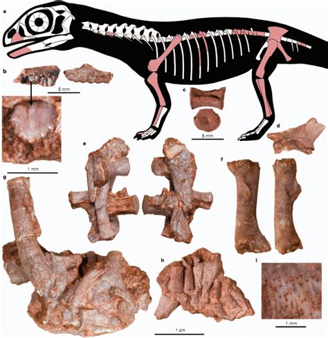 Scientists Just Found the Teeny Bones of Fossilized, Embryonic Dinosaurs | Smithsonian