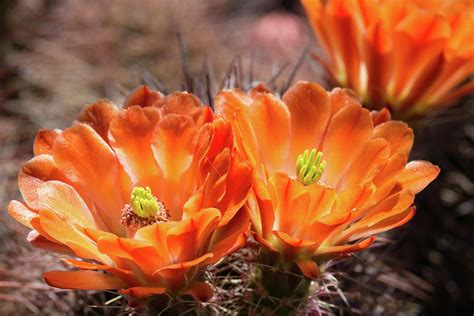 Orange cactus flowers Photograph by Subhadra Burugula | Fine Art America