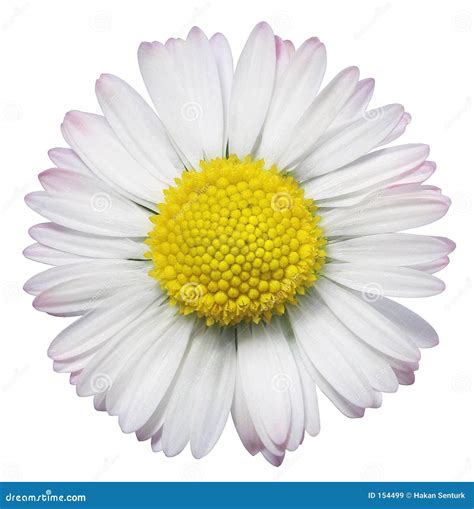 Common Daisy Flower Royalty Free Stock Images - Image: 154499