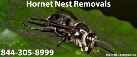 Hornet Nest Removal | Hornet Nest | Hornet Hive | Hornet