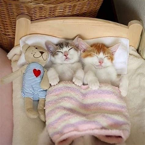 Pin by Meriem_sddk 🧸 on Chat Du Monde | Kittens cutest, Cute cats, Baby cats