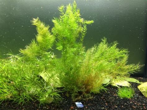 Aquatic Arts Live Hornwort Pond Plant • Insteading