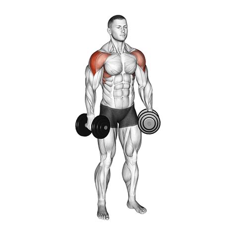 Dumbbell Lateral Raises - How To Do Properly & Muscles Worked