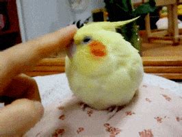 Birds Cockatiel GIF - Find & Share on GIPHY