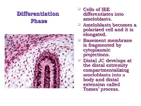 Amelogenesis - Stages of enamel formation