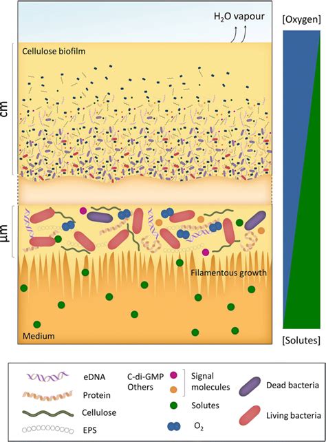 The structure of biofilm in AAB. Upper side centimeter (cm): BC biofilm ...