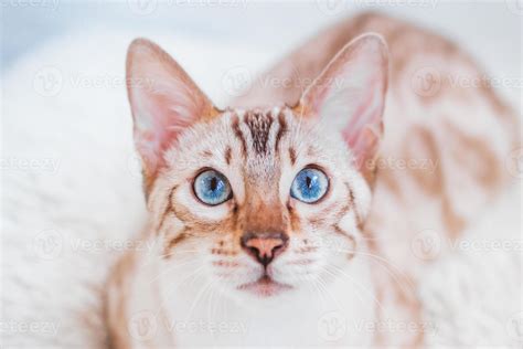 Close up portrait of beautiful Bengal cat with blue eyes on gray ...