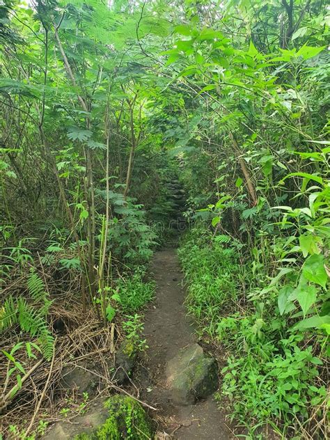 Narrow Hiking Trails on the Mountain Stock Photo - Image of jungle ...