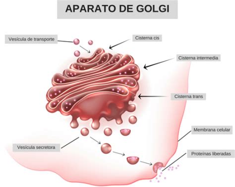 Aparato de Golgi: qué es, funciones y estructura - Enciclopedia Significados