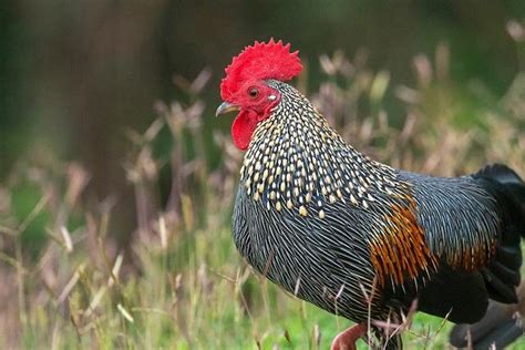 Exploring the Grey Junglefowl - Save The Eagles