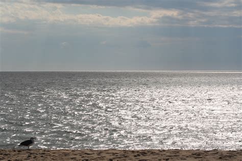 Seagull at Sunset - New England