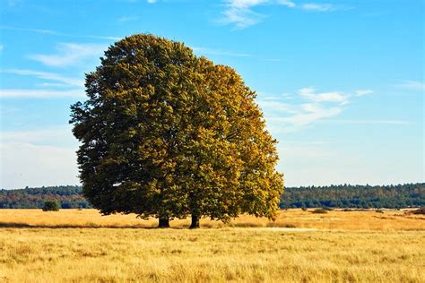 Exploring Hoge Veluwe National Park: A Visitor's Guide | PlanetWare