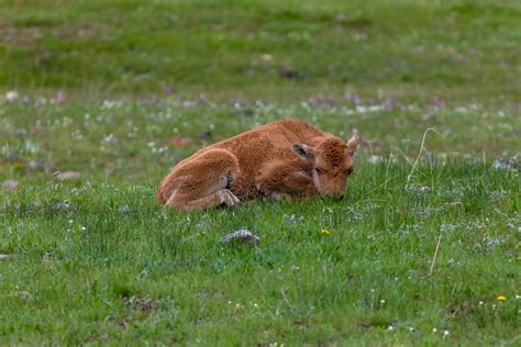 Baby Bison (2) | Baby Bison, Yellowstone National Park, Wyom… | Flickr