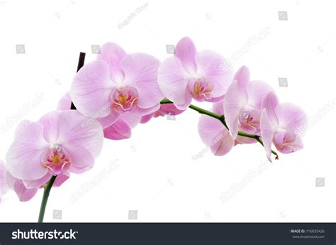 277,991 Pink Orchid On White Background Images, Stock Photos & Vectors ...