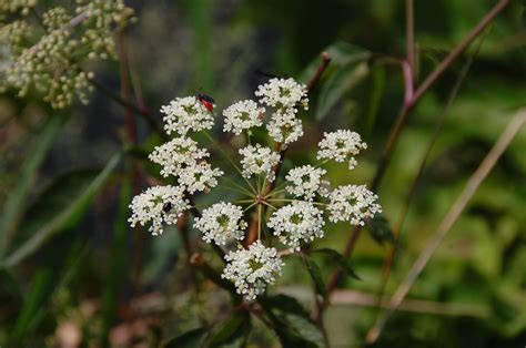 Mt. Cuba Center | Wild & Wicked Poisonous Plants - Mt. Cuba Center