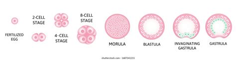 Morula Blastula Gastrula Sketch