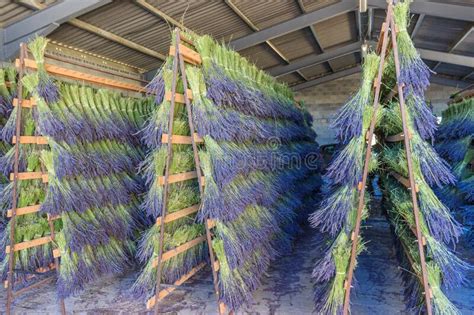 A Drying Room Lavender. Dried Bunches of Lavender Hanging on String ...