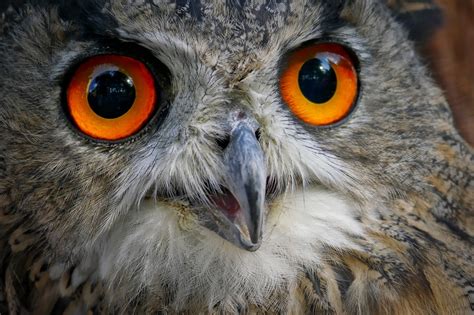 Download free photo of Eagle owl,eyes,plumage,bird,feather - from needpix.com