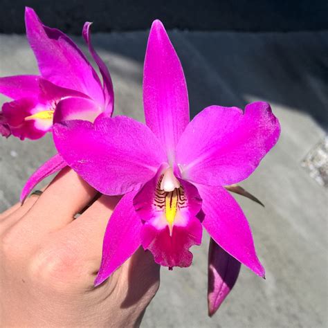 Flower color | Orchidmate Orchid Supplies