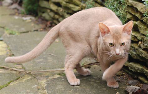 Encyclopedia of Cats Breed: Fawn Abyssinian Cat