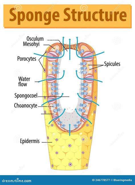 Diagram Showing Structure of Sponge Stock Vector - Illustration of ...