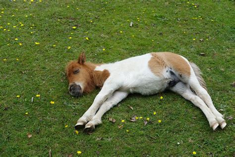 A Guide to Horses and Their Sleeping Habits