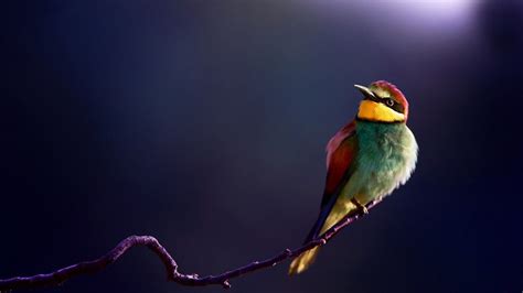 colorful hd birds wallpapers,birds,cute birds hd wallpapers,full screen birds wallpapers,love ...