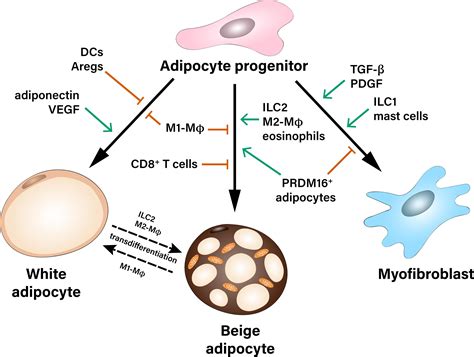 Frontiers | Fate of Adipose Progenitor Cells in Obesity-Related Chronic Inflammation