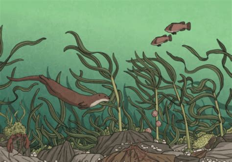 What is a kelp forest? - Information & Teaching Resources