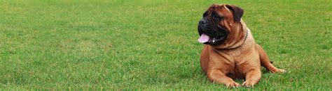 bullmastiff_banner - Pets Training and Boarding