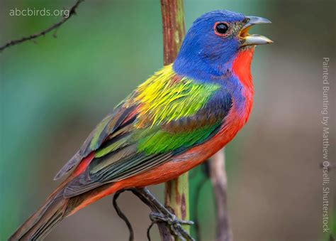 Painted Bunting-Nature paintbrush! | Beauté du monde, Louisiane