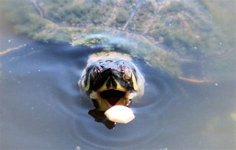 Slider turtle, Sand Point Park, Titusville, Florida | Atlantic ocean beaches, Titusville, Indian ...