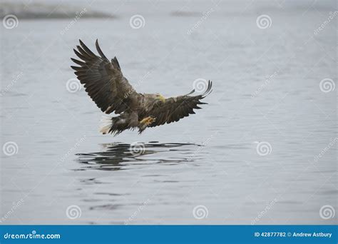 Eagle Catching Prey stock photo. Image of raptor, fjord - 42877782