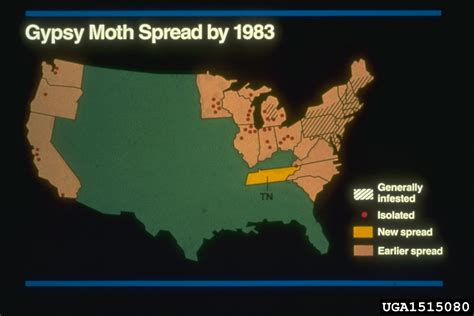 spongy moth (formerly gypsy moth) (Lymantria dispar)