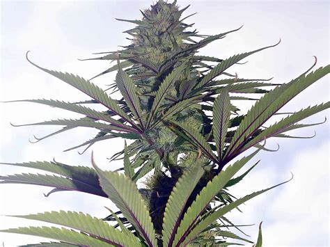 More Mega-Pound Outdoor Marijuana Tips