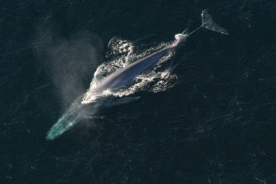 Blue Whale – Discovery of Sound in the Sea