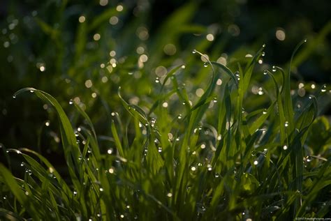 Dew on Grass – FREEBigPictures.com