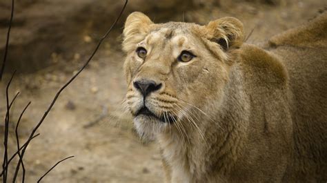 Hang out with the lions after dark during a sleepover at London Zoo - LA Times