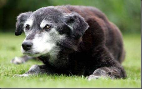 Interesting: The oldest dogs in the history in Guinness world records