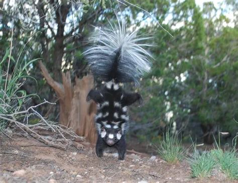 Scientists Identify Seven Species of Spotted Skunks, and They All Do ...