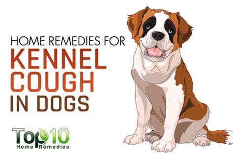 Home Remedies for Kennel Cough in Dogs | Top 10 Home Remedies