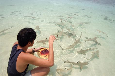 Feeding wild baby black tipped reef sharks, taken a few years ago at Takabonerate National Park ...