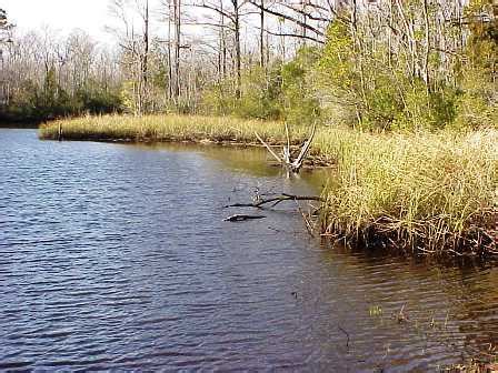 Fresh Water Marshes: Fresh Water Marshes Ecosystem