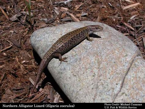 Species Account: Northwest Alligator Lizard (Elgaria coerulea) — Mario ...